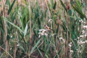 The-Sims-4-Royalty-amp-Legacy-Modu-ile-Soylu-Yasam-Yeniden-Tanimlaniyor-featured