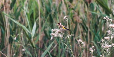 The-Sims-4-Royalty-amp-Legacy-Modu-ile-Soylu-Yasam-Yeniden-Tanimlaniyor-featured